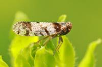 Cixius