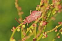 Haploprocta sulcicornis