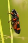 Cercopis intermedia