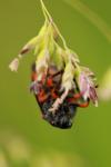Cercopis intermedia