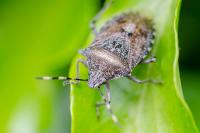 Rhaphigaster nebulosa