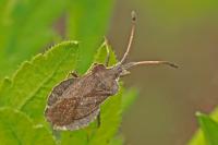 Enoplops scapha