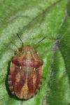Eurygaster maura
