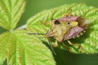 Carpocoris purpureipennis