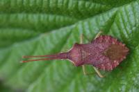 Haploprocta sulcicornis