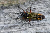 Miris striatus