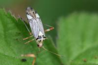 Rhabdomiris striatellus