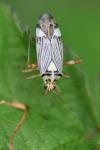 Rhabdomiris striatellus