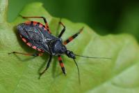 Rhynocoris annulatus