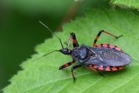 Rhynocoris annulatus