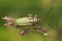 Leptopterna dolabrata