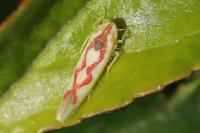 Zygina flammigera