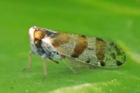 Tachycixius venustulus