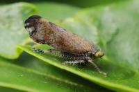Fieberiella florii
