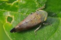 Fieberiella florii