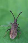 Coriomeris denticulatus