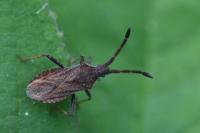 Coriomeris denticulatus