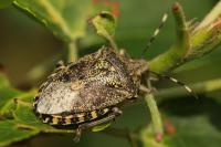 Rhaphigaster nebulosa