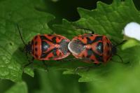 Eurydema ornata