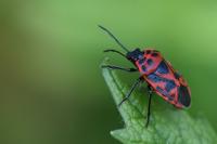 Eurydema ornata