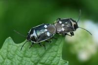 Eurydema oleracea