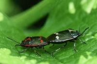 Eurydema oleracea