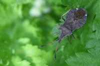 Enoplops scapha