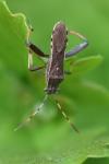 Camptopus lateralis