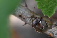 Stagonomus bipunctatus