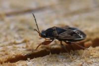 Trapezonotus dispar