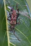 Leptoglossus occidentalis