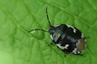 Tritomegas bicolor