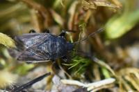 Drymus sylvaticus