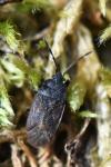 Drymus sylvaticus
