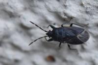 Drymus ryeii