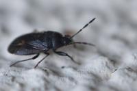 Drymus ryeii