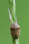 Neottiglossa leporina