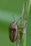 Neottiglossa leporina