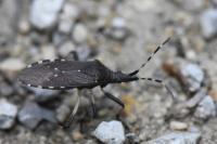 Dicranocephalus agilis
