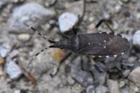 Dicranocephalus agilis