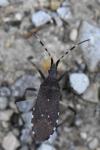 Dicranocephalus agilis