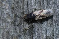Metopoplax ditomoides