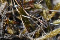 Xanthochilus quadratus