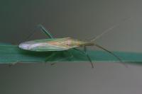 Stenodema laevigata