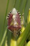 Dolycoris baccarum