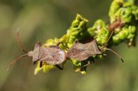 Coreus marginatus