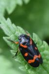 Cercopis intermedia