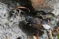 Peritrechus gracilicornis