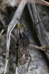 Peritrechus gracilicornis