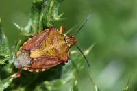 Carpocoris purpureipennis
